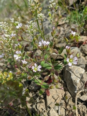 Cerastium ramosissimum