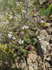 Cerastium ramosissimum