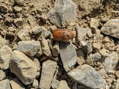 Holochelus