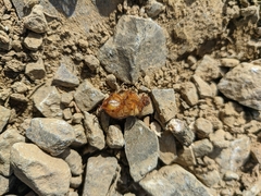 Holochelus