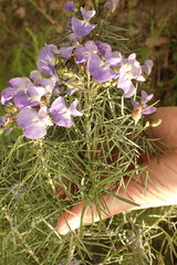 Psoralea montana