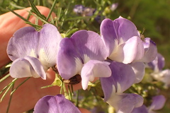 Psoralea montana