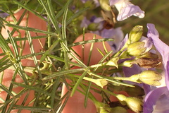 Psoralea montana