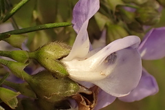 Psoralea montana