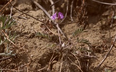Gueldenstaedtia verna