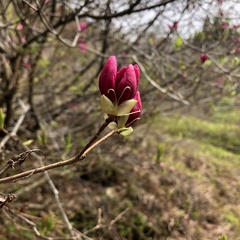 Rhododendron albrechtii