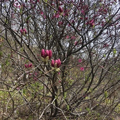 Rhododendron albrechtii