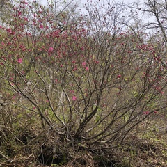 Rhododendron albrechtii