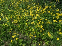 Ranunculus neapolitanus