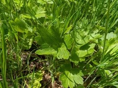Ranunculus neapolitanus