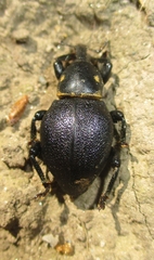 Liparus coronatus