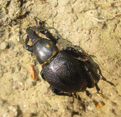 Liparus coronatus