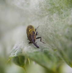Lixus filiformis