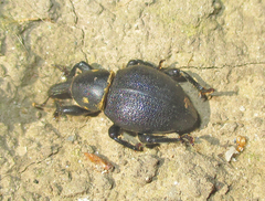 Liparus coronatus