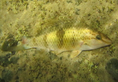 Notolabrus celidotus