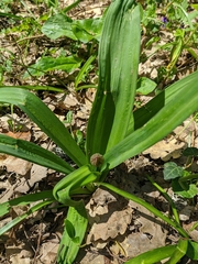 Allium decipiens quercetorum