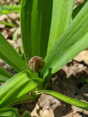 Allium decipiens quercetorum