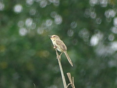 Prinia inornata