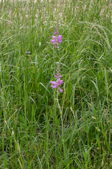Physostegia pulchella