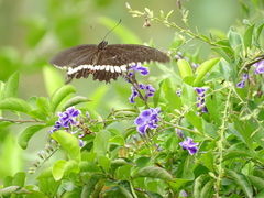 Papilio polytes