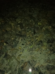 Paratya curvirostris