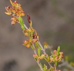 Erica axillaris