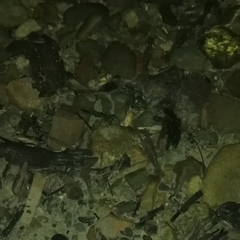 Paratya curvirostris