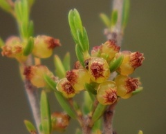 Erica axillaris