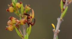 Erica axillaris