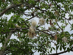 Bombax ceiba