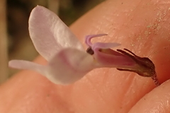 Lobelia patula