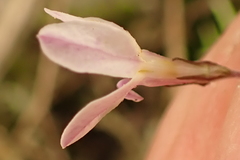Lobelia patula