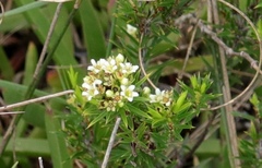 Diosma aristata