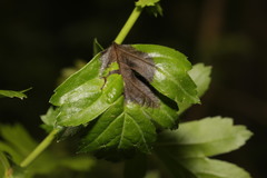 Monilinia johnsonii