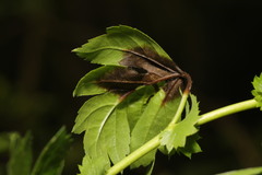 Monilinia johnsonii