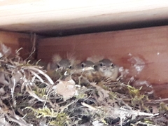 Motacilla cinerea