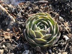 Orostachys malacophylla