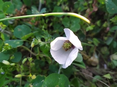 Papaver dubium austromoravicum