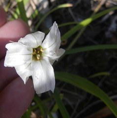Ipheion uniflorum