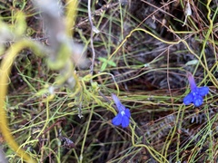 Lobelia neglecta
