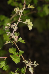 Podosphaera clandestina