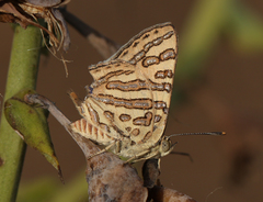 Cigaritis ictis ictis