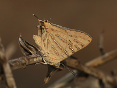 Cigaritis ictis ictis