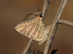 Cigaritis ictis ictis