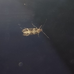 Mompha sturnipennella