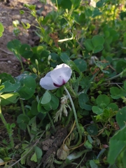 Papaver dubium austromoravicum