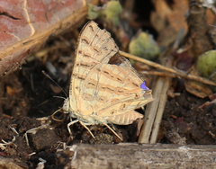 Cigaritis ictis ictis