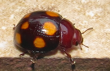 Chrysolina clarkii · iNaturalist