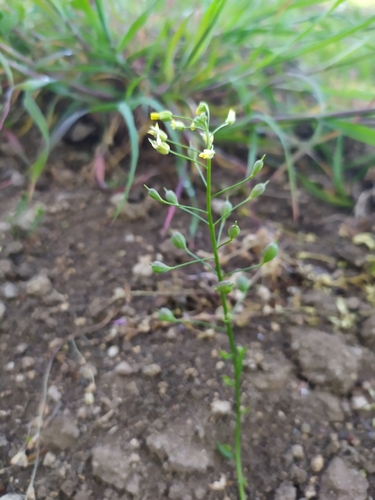 Image of Camelina sativa by (c) carnifex, some rights reserved (CC BY)