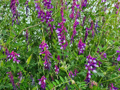 Vicia tenuifolia